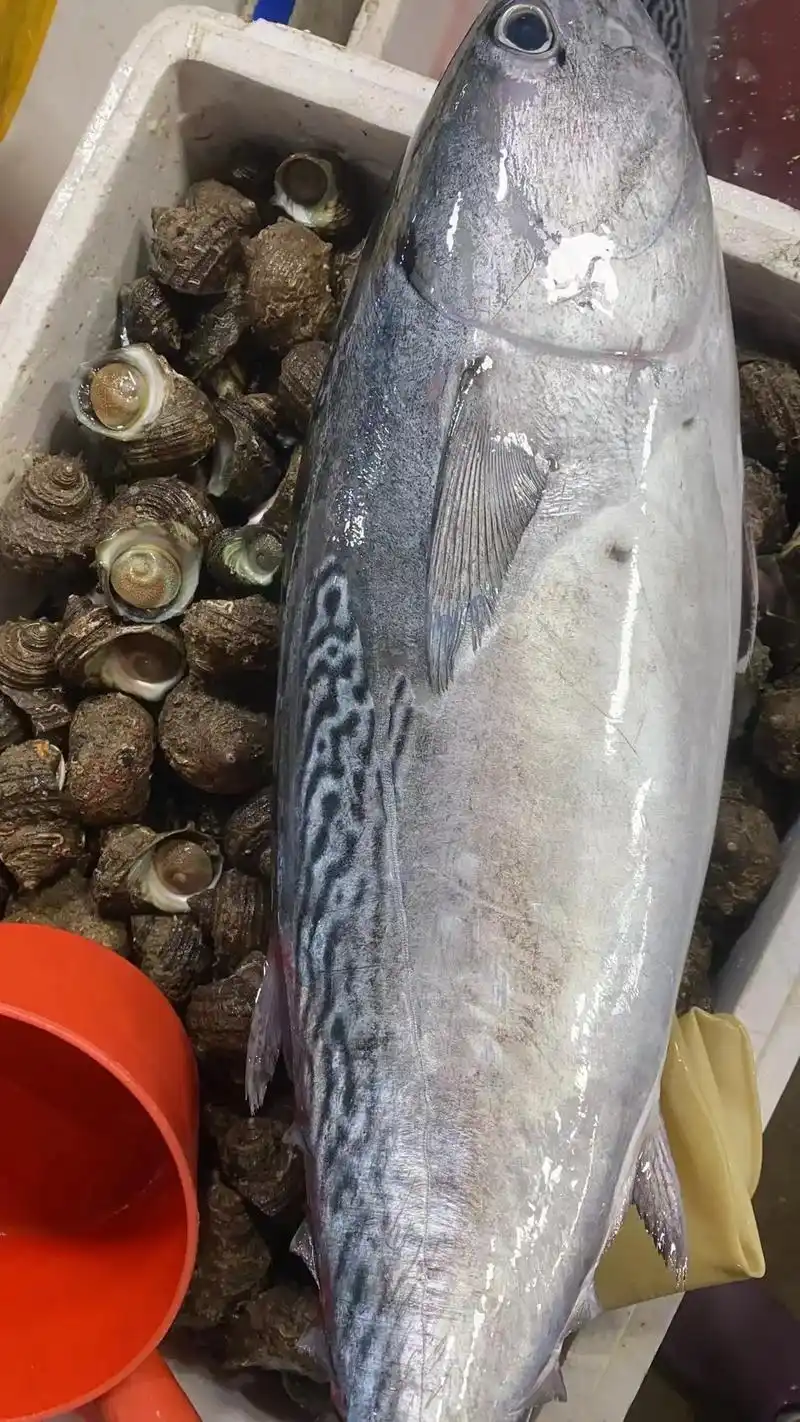 omakase #刺身美食 海钓鲣鱼,肥而不腻,鲜且不腥, - 抖音