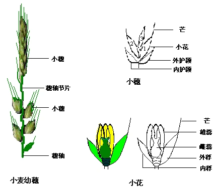 旗叶虽已展开,但旗叶与顶2叶的叶耳距多在1cm左右, 每个小穗已分化出