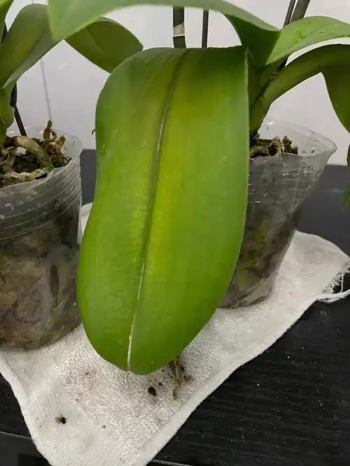 救救我的蝴蝶兰