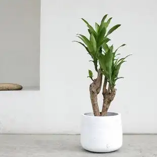 巴西木幸运木植物室内净化空气办公室除甲醛绿植大小盆栽四季好养