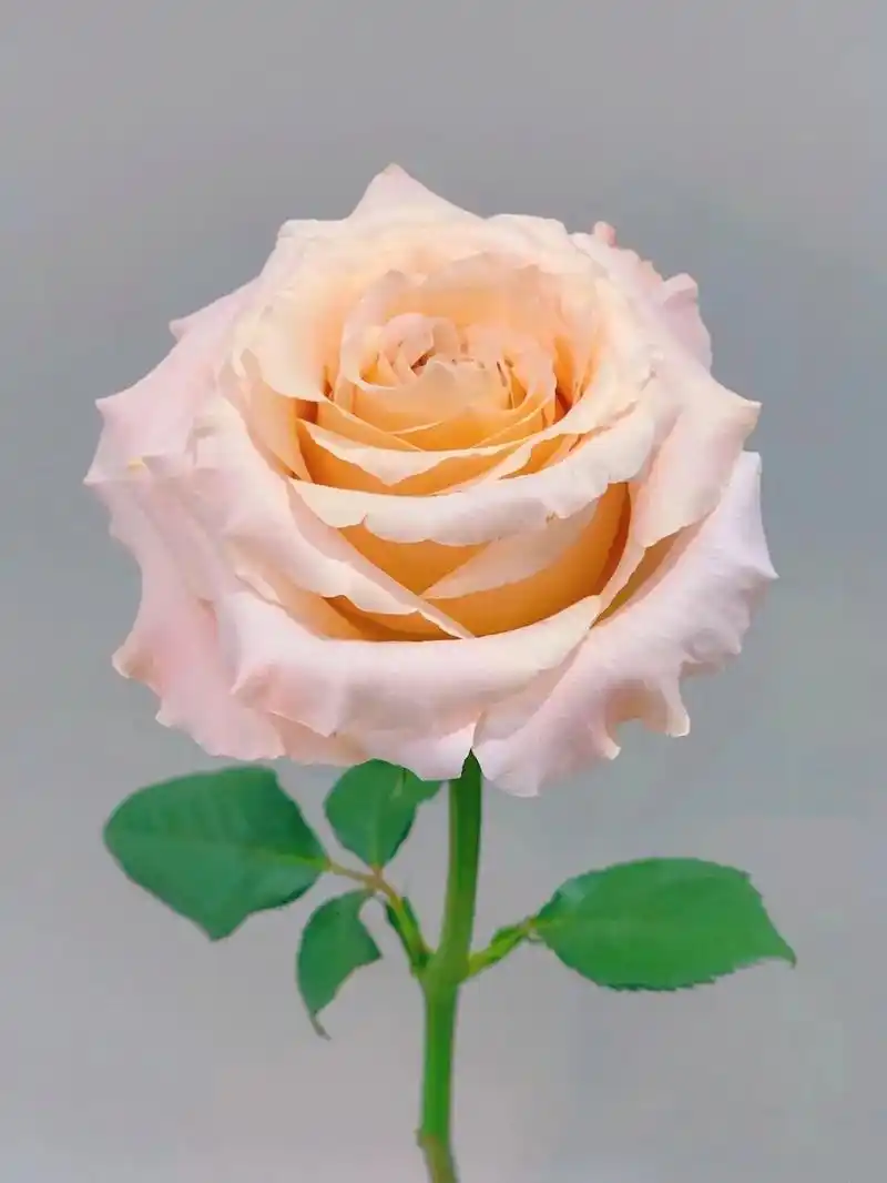 微光玫瑰.类似猪小姐的一款玫瑰,温温柔柔且很温暖的颜色 花语 - 抖音