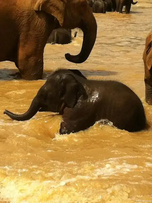 大象的游泳之谜:揭秘大象的水上奇迹
