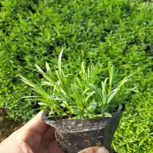 五彩石竹的养护技巧:1,适量浇水:给五彩石竹浇水的时候要遵循"不干不