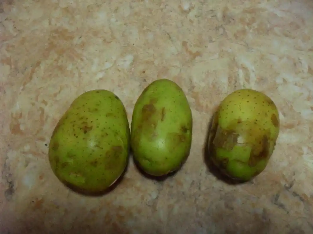 土豆表皮变绿后真的带毒素吗人吃了有害吗土豆怎样吃最安全