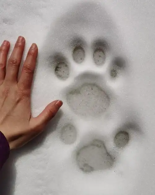 雪豹爪印除了脚印和粪便之外还有哪些痕迹可以帮助我们确定雪豹活动呢