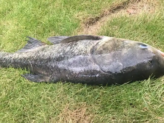 枫树湾村3号 正宗土鸡,野山鸡,珍珠鸡,野生石蛙,紧水滩大头鱼