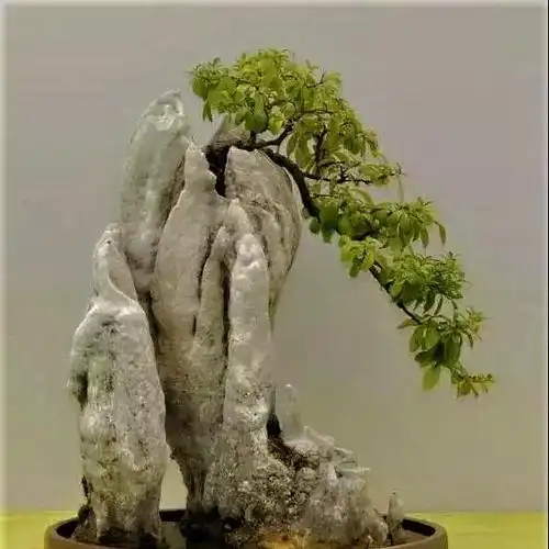 难得一见的附石盆景请欣赏