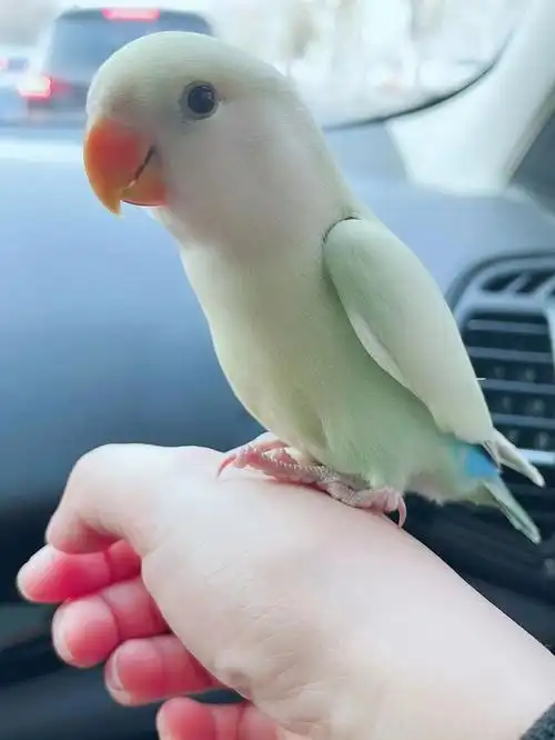 牡丹鹦鹉苹果绿澳桂