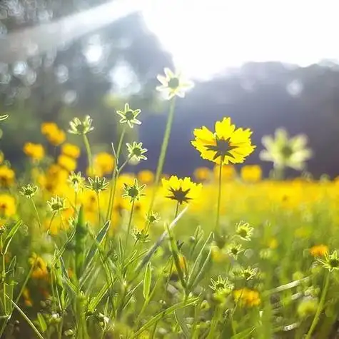 给人一种阳光的头像