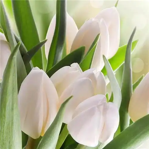 花开富贵头像 适合妈妈们用的高清好看花开富贵图片微信头像_微信头像