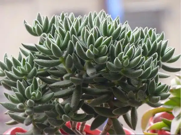 多肉绒针怎么养 多肉绒针的养殖方法