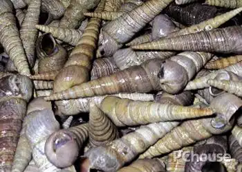 1锥螺的清洗方法