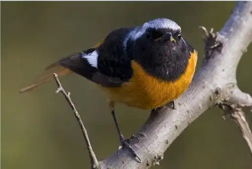 白头金黄色肚皮的是什么鸟?翅膀深褐色