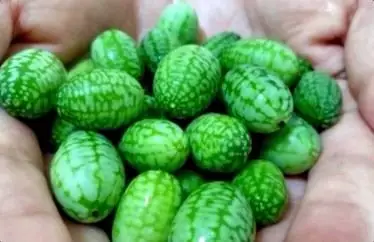 世界上最小的西瓜40元一斤小伙一口下去让人终身难忘