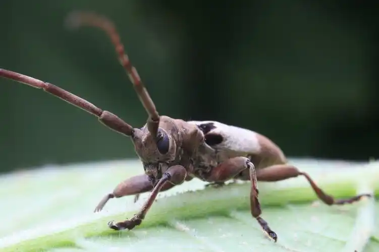 高清褐天牛图片