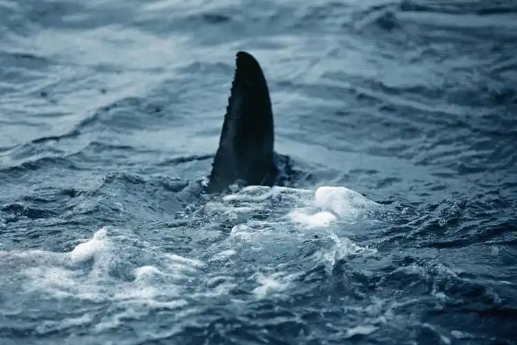 无人,横图,风险,海洋,鲨鱼,野生动物,捕食,鱼类,自然,动物,摄影,鳍