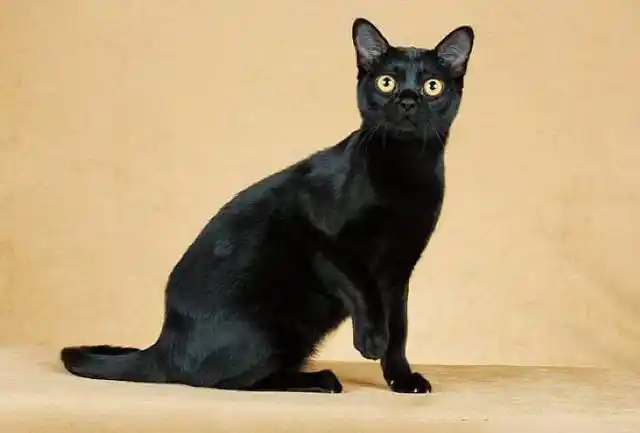 要怎么养?孟买猫的一些养护知识