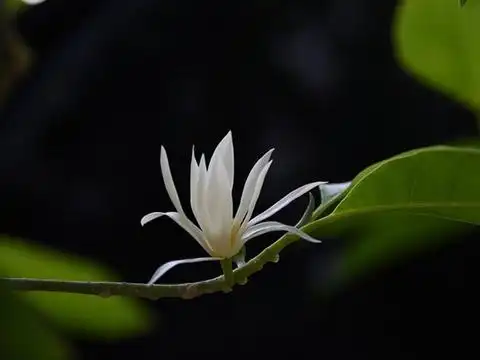 盘点白色系五款香花,你喜欢哪一款?