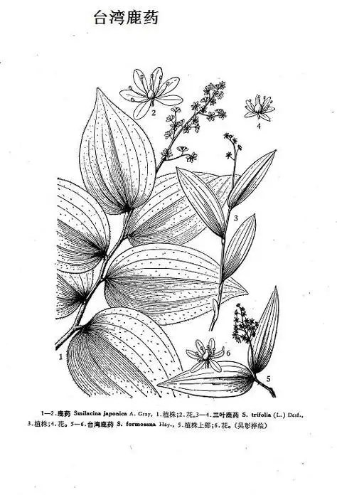 smilacina formosana hayata