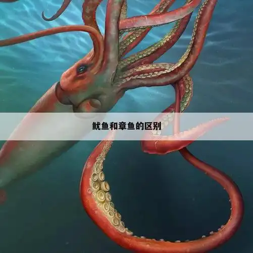 鱿鱼和章鱼的区别