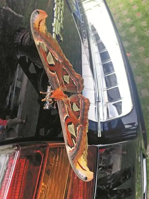 濒危帝王蛾现身深圳沙头角林场双翼宽度超出男子手掌