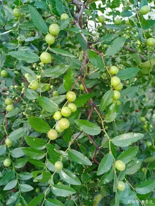 山上的酸枣红了,可以摘酸枣泡酒啦,安神效果不错,专治各种失眠