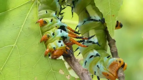 啃食树叶的毛毛虫