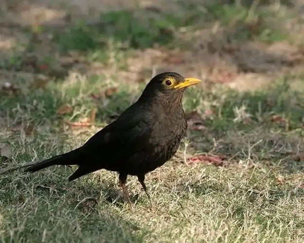 乌鸫鸟出生到飞需要多久?