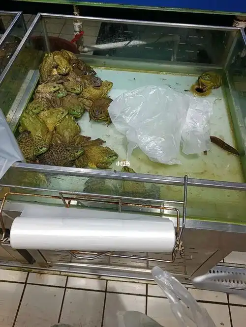 这么低为什么它不会跳出来?#牛蛙 #超市