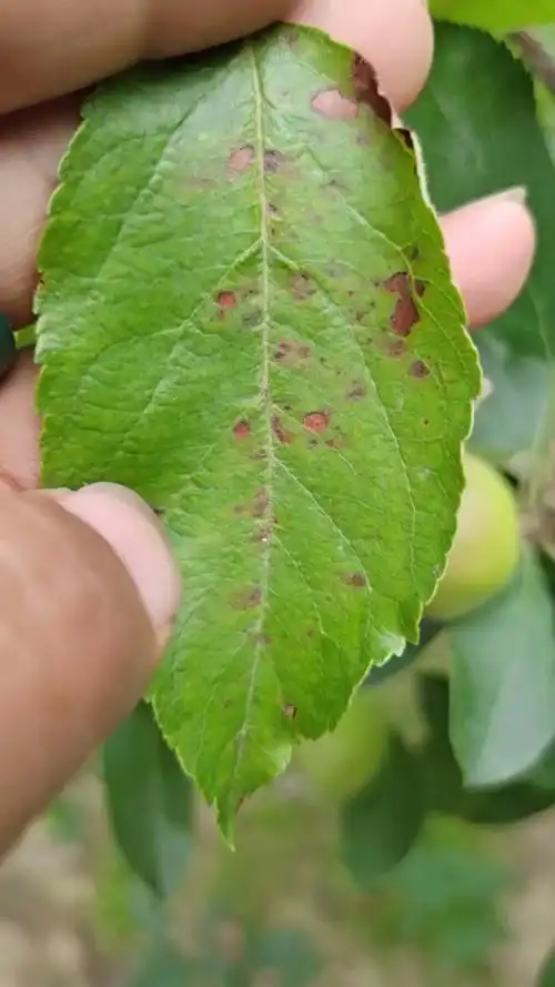 大樱桃褐斑病的防治