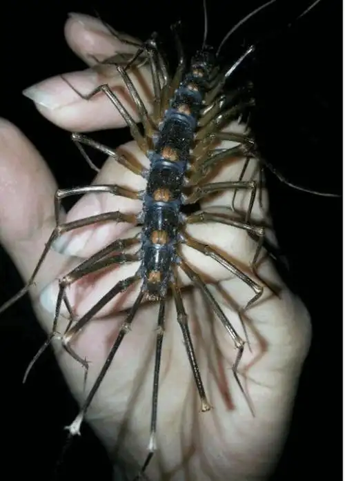 中国乡村让人"毛骨悚然"的8大毒虫, 最后1种堪称"老毒物"_网易订阅