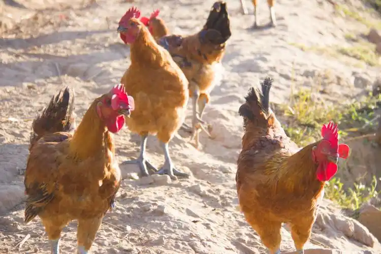 配套散养大量土鸡土鸭 不喂混和饲料 采食玉米青草虫子 鸡鸭肌肉发达
