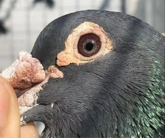 图集千公里超远程赛鸽鸽眼欣赏哪一羽是你最喜欢的