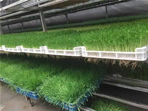 绿色无公害催芽机_催芽机_芽苗菜催芽机
