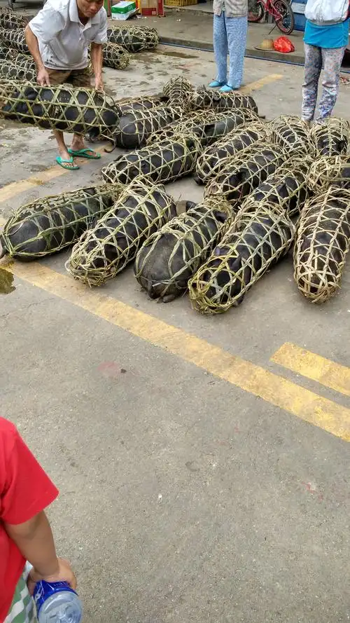 猪笼装猪仔 三亚香格里拉度假酒店