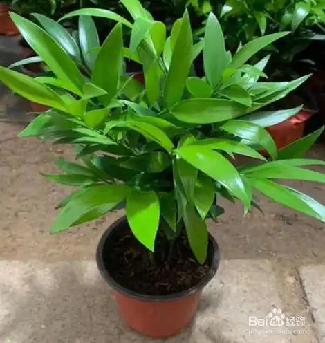 平安竹怎么养才能更旺盛