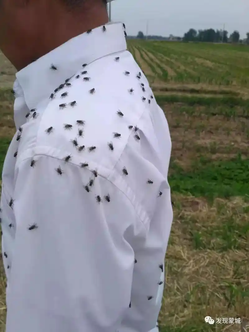 蒙城鸭粪直排农田苍蝇成群还咋下地干活多图慎点