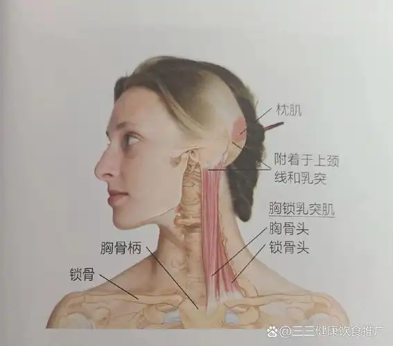 胸锁乳突肌的松解❤️胸锁乳突肌