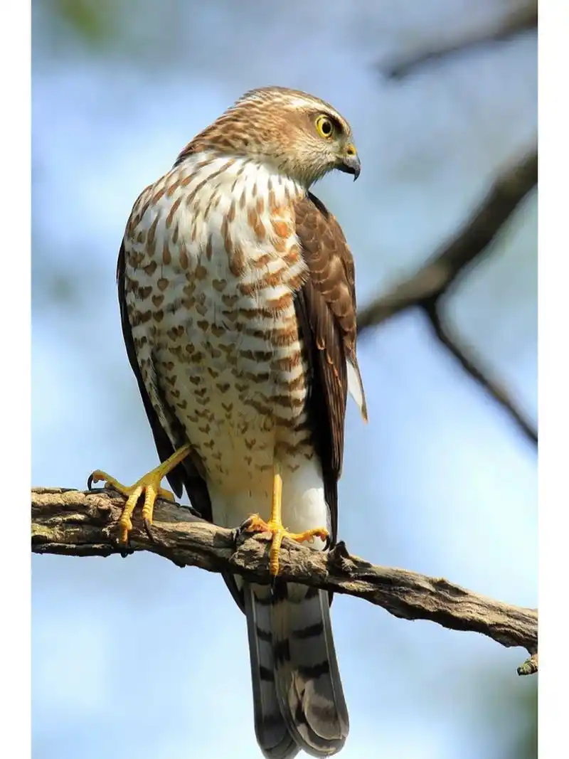 小旋风——松雀鹰 松雀鹰:又名"雀贼","南摆" 鹰属,小型猛禽 体长:28