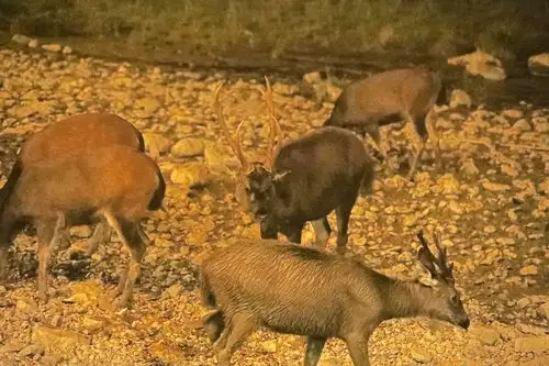 夜拍二朗山喇叭河边野水鹿!