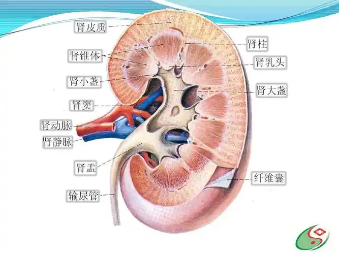 肾脏解剖及肿瘤的影像学诊断ppt