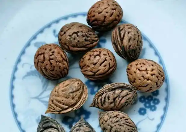 童谣数核歌每种水果里面的核都是不一样的