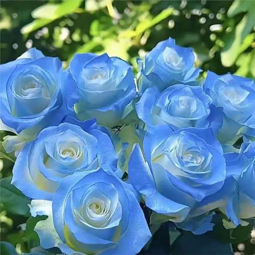 玫瑰老桩花卉绿植盆栽阳台花卉玫瑰花盆栽室内 稀有天空蓝/共【2颗】