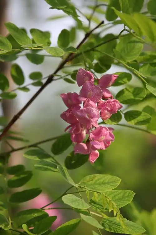【套图】刺槐花开香飘散-蜂鸟网