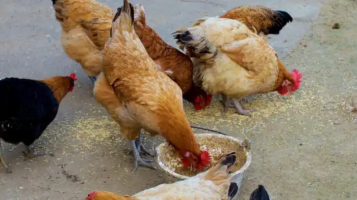 农业农村动物土鸡母鸡喂鸡啄米觅食实拍4k