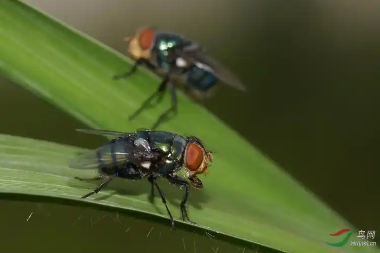苍蝇(恶心者慎入)