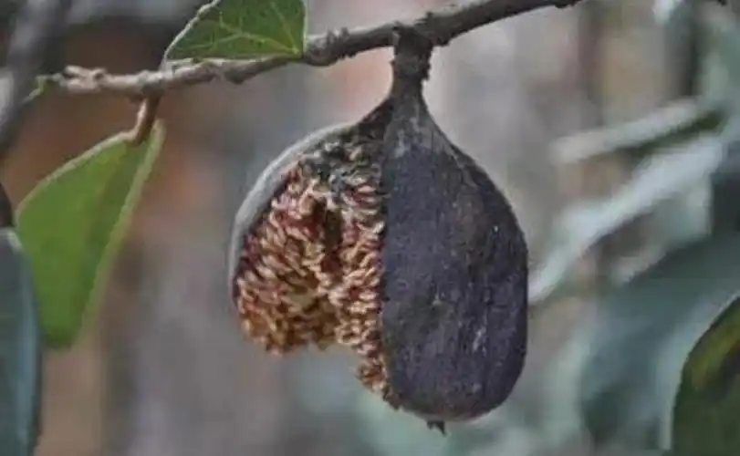 农村两大奇果号称男人的加油站小时候肯定没少吃