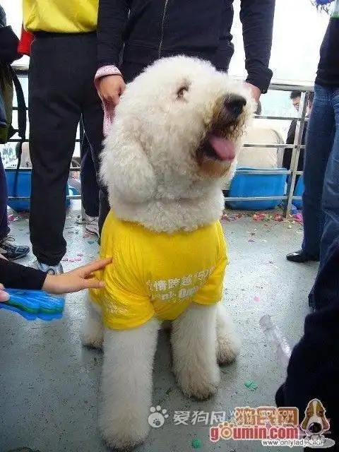 展开全部 巨型比熊?