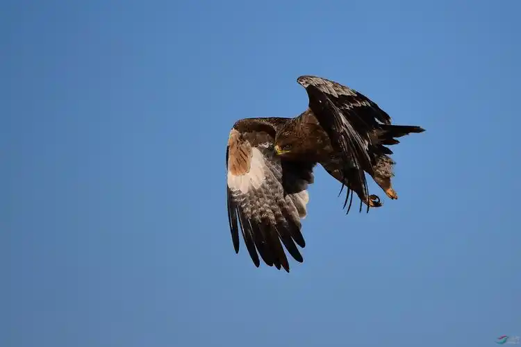 蓝天飞翔的草原雕