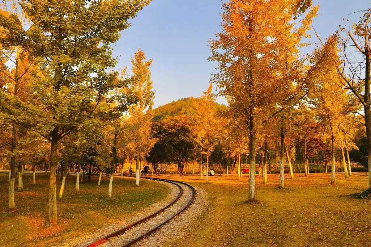 网红打卡地长兴十里银杏长廊 长兴县小浦镇八都岕景区的十里古银杏